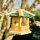 DARLUX Sechseck Holz Vogel Futter Haus S Ø 22 cm Futterstelle Hängend Natur/Grün