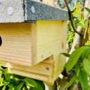 DARLUX Natur Holz Nistkasten mit Marderschutz für Kohlmeise u. kleine Singvögel