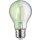 Paulmann 28724 LED Lampe 1,1W Leuchtmittel E27 Filament Lichtschein Grün